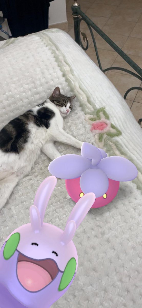 pocketlucia's tweet photo. Happy community day from Italy 💜🐌 #PokemonGO #PokemonGOCommunityDay #PokemonGOApp https://t.co/uX28XqW0Dm