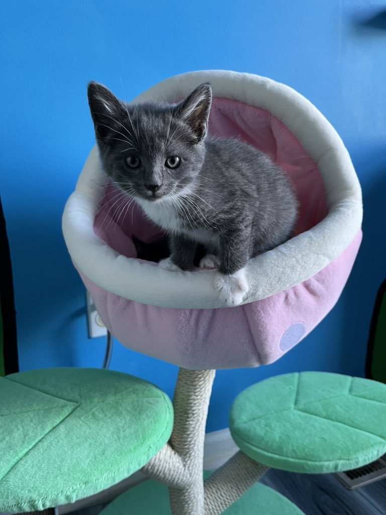 We were very generously gifted with the <a href="/happyandpolly/">Happy & Polly</a> Monster World cat tree, which I’ve not-so-secretly had a mighty need for since it was announced. When you have a Super Mario kitten room, you gotta have the piranha plant cat tree! Pogs made himself right at home. It’s a hit!