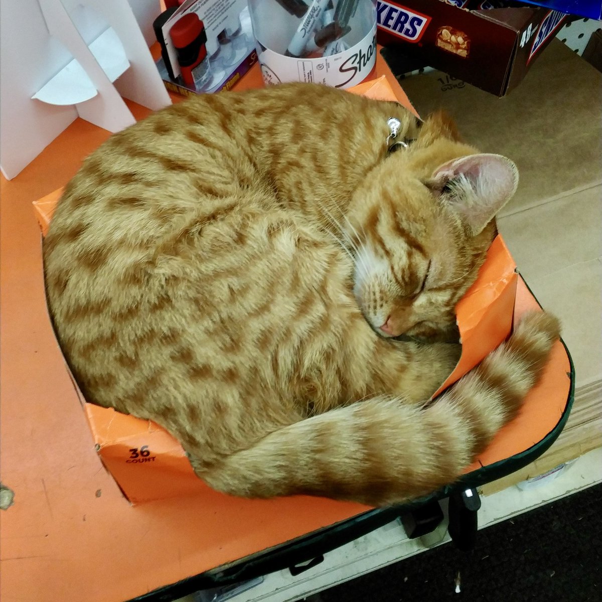 AubuchonHrdware's tweet photo. A big warm welcome to our new store kitty, Reese's! He was once a stray, but is already settling in well to his new home! He thinks the empty Reese's box is his bed.. #StoreCatSunday https://t.co/vEZZqOGE9h
