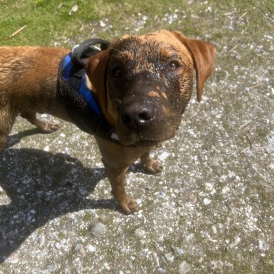 Fire Service Search Dog’s Eric and Saxon tweet media