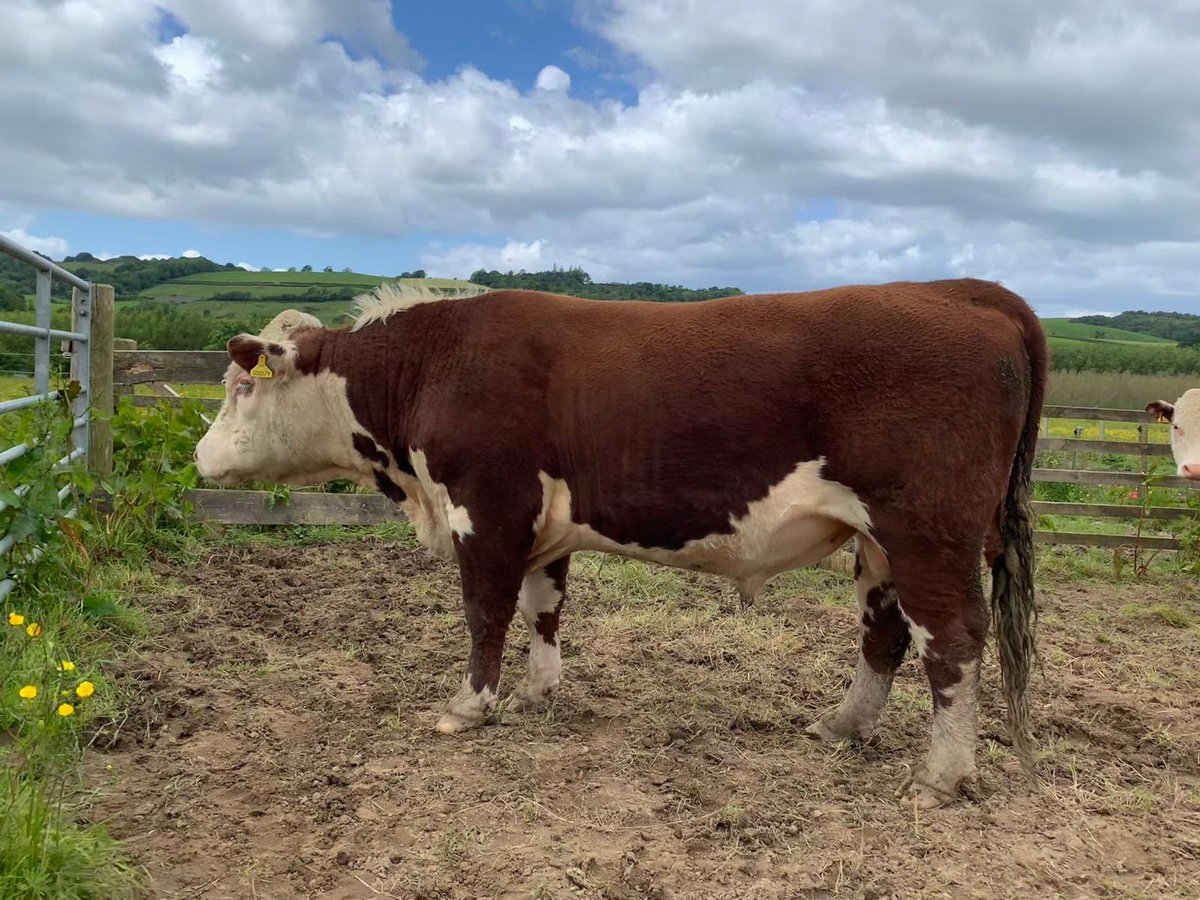 kileekie's tweet image. This is the first of our entries for the #TraditionalHereford #GrassMasters online sale. Having to take photos in Scotland in early May after a long winter isn’t ideal but he is developing every day. #PastureforLife 
Kileekie Bruichladdich(DH)(*)(HYF) Born 19/5/22