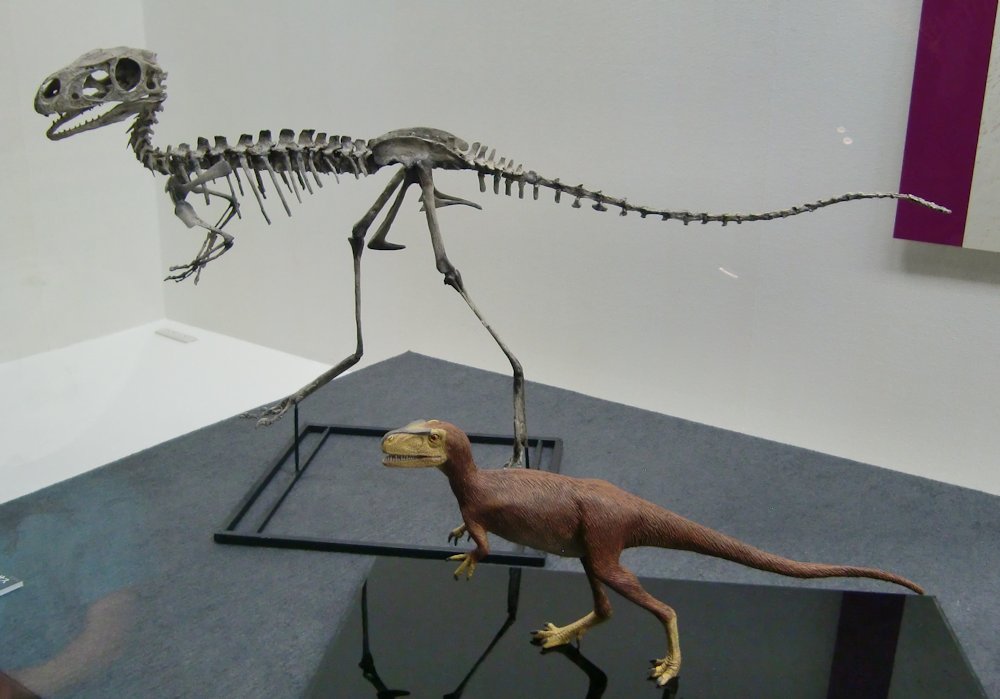kta92751434's tweet photo. 2018開催の福井県立恐竜博物館特別展『獣脚類_鳥に進化した肉食恐竜たち』より 
 #Chilesaurus diegosuarezi #チレサウルス 
#Coelophysis bauri #コエロフィシス
#Dilong paradoxus #ディロング 
#Eosinopteryx brevipenna #エオシノプテリクス
いよいよ鳥に近付いてきましたね🥰🥰🥰 https://t.co/65lSu5Dmal