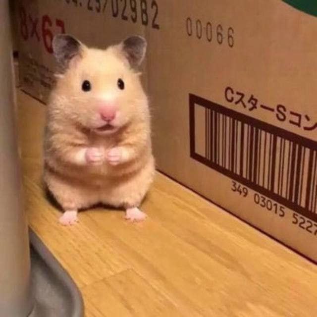 zimmeri_michi's tweet photo. 3/12 ๐ฎ Hamsters have expandable cheek pouches to store and carry food, which can extend all the way back to their shoulders! #SnackStorage https://t.co/SgDae0Df8B