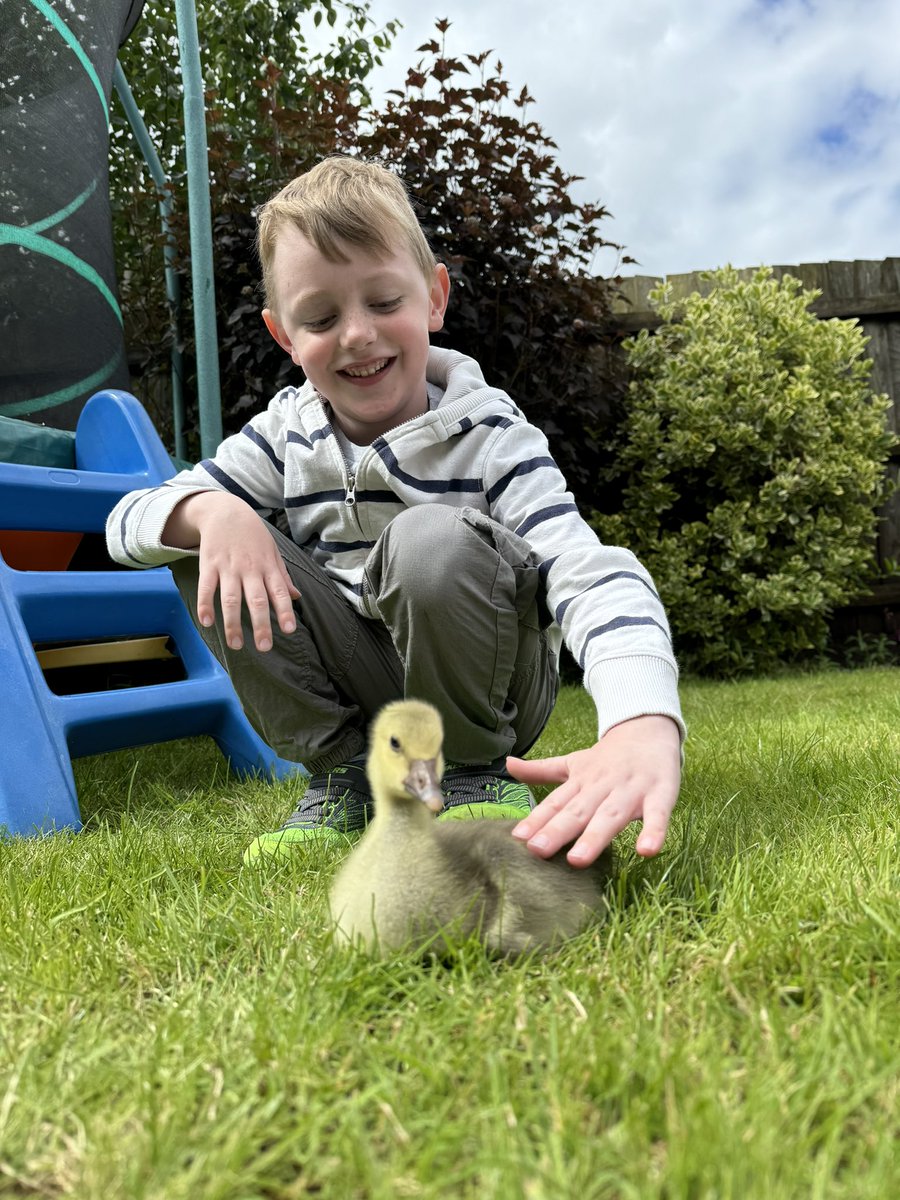 StillKara1's tweet photo. When you get to spend Sunday morning bonding with Cuthbert in the garden.
Love watching him grow over at @caenhillcc
#cuthbertthegoose #gosling #sunday #familytime #bestsunday #littlefarmer https://t.co/4GvNsLq9sT