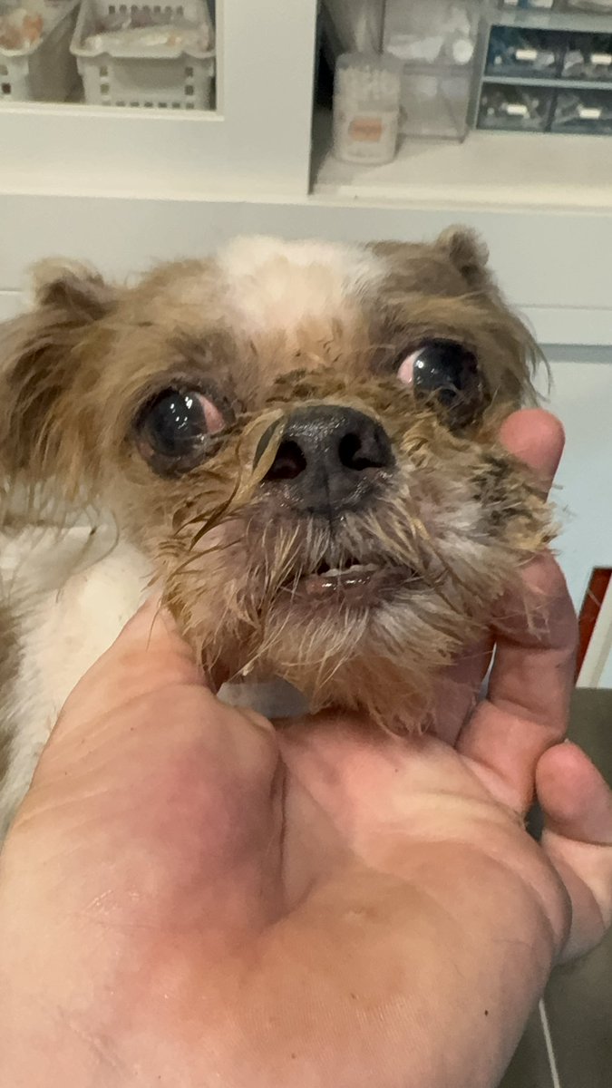 NiallHarbison's tweet image. The boy is Phoenix as he will rise back up. And the girl is Faith. 

I don’t have answers on how they got like this yet. All we could do was focus on changing the 2 lives. A good start but lots more to do 🥰🙏

They are free now and resting up together in my office 
 (7/7)