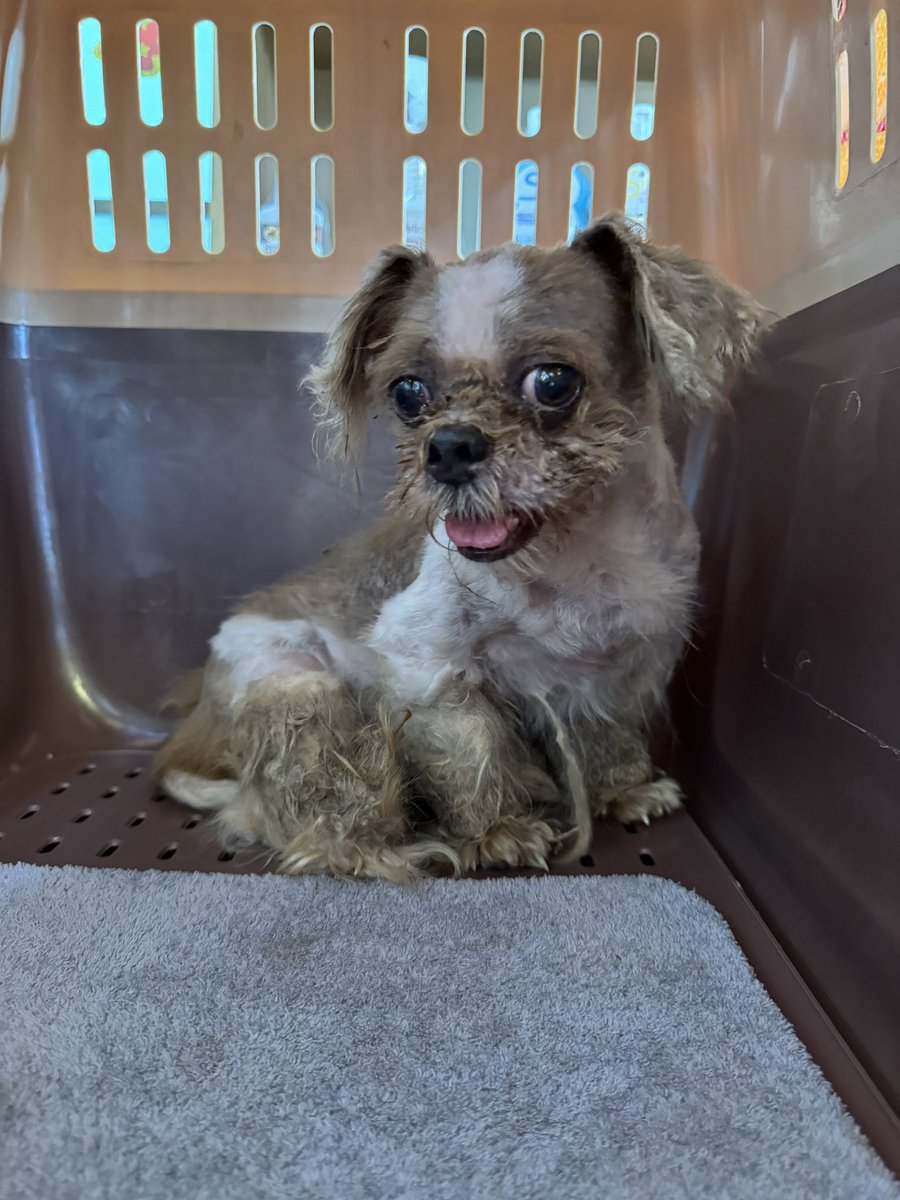 NiallHarbison's tweet image. The boy is Phoenix as he will rise back up. And the girl is Faith. 

I don’t have answers on how they got like this yet. All we could do was focus on changing the 2 lives. A good start but lots more to do 🥰🙏

They are free now and resting up together in my office 
 (7/7)