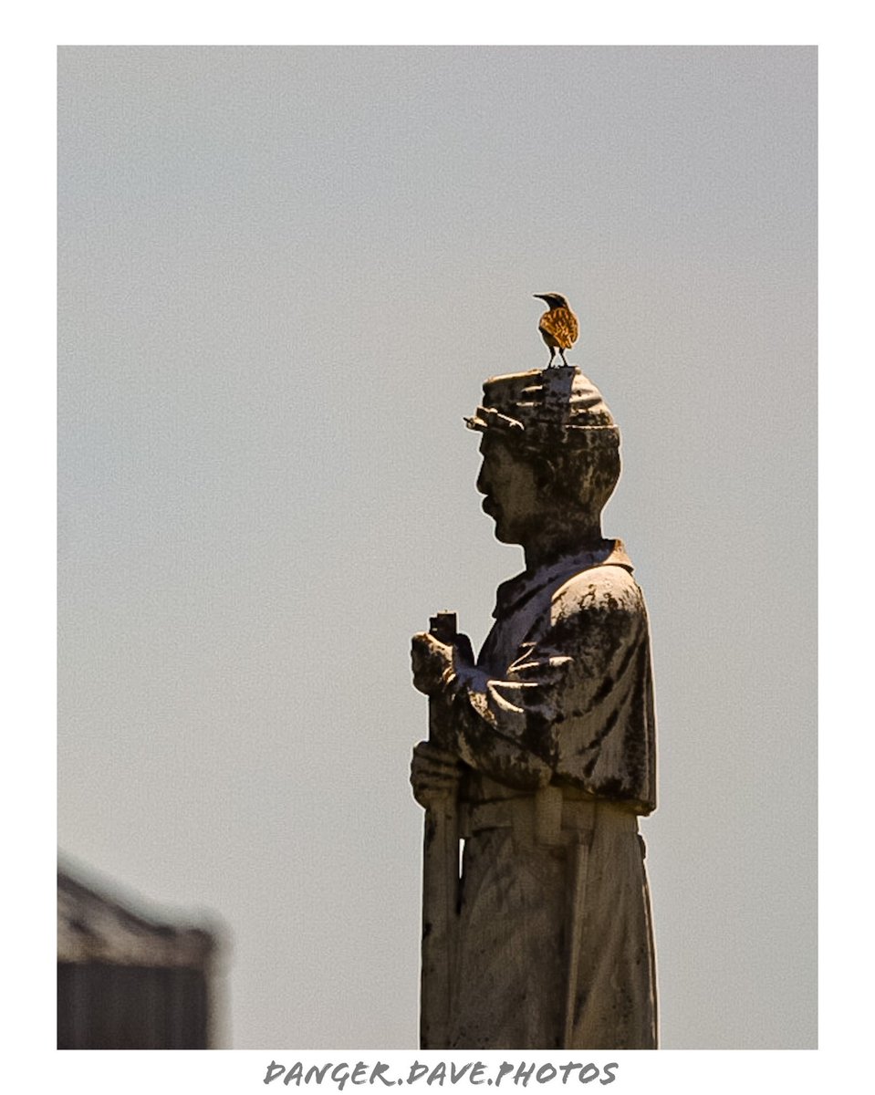 DangerDavePhoto's tweet photo. Eastern Starling. Frankfort Kansas Cemetery. Marshall County.
๐ธ๐ฆ๐ชฆ
#kansas #cemetery #starling #photography #kansas #kansasphotos #glorytogod #frankfortks #photographer #marshallcounty #teamcanon #canonphotography #kehcamera #400mm https://t.co/3sbhIQabJC