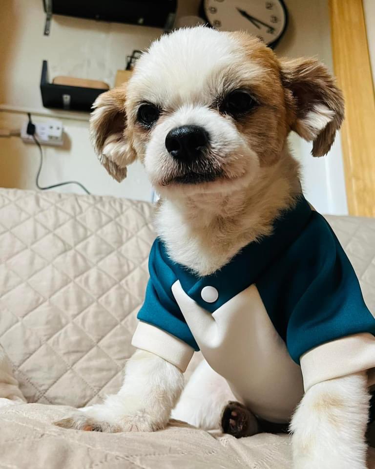 heyralphhey's tweet photo. Love seeing our clothes on other dogs the kilig is still the same six months into the biz. #FURFETCH https://t.co/FEH1Nrxbi5