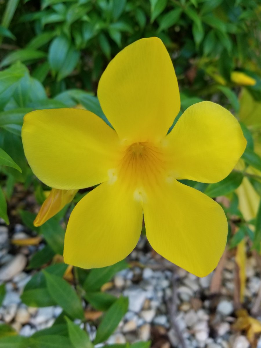 This flower is for you, yes you, for you deserve it and more. <a href="/1ok/">Circleit4ward</a> mission to inspire more people to post one positive message or share one each day to transform to attract more positive energy that will brighten your day, your week!
<a href="/share2challenge/">it's Time to Awaken</a>
<a href="/shareit4ward/">Walkers of the 3day</a>