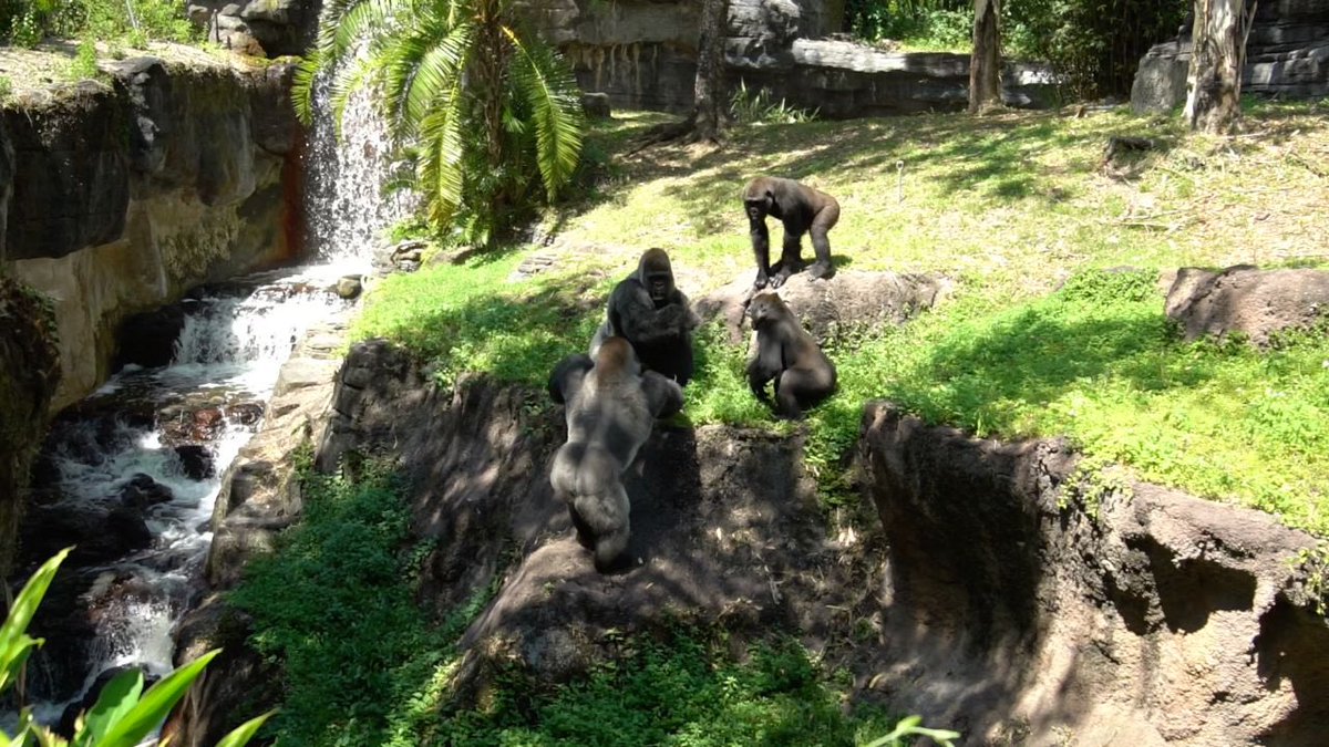 Gorillas Fighting At Disneys Animal Kingdom - <a href="/WaltDisneyWorld/">Walt Disney World</a>
youtu.be/-FsOJtxL70c