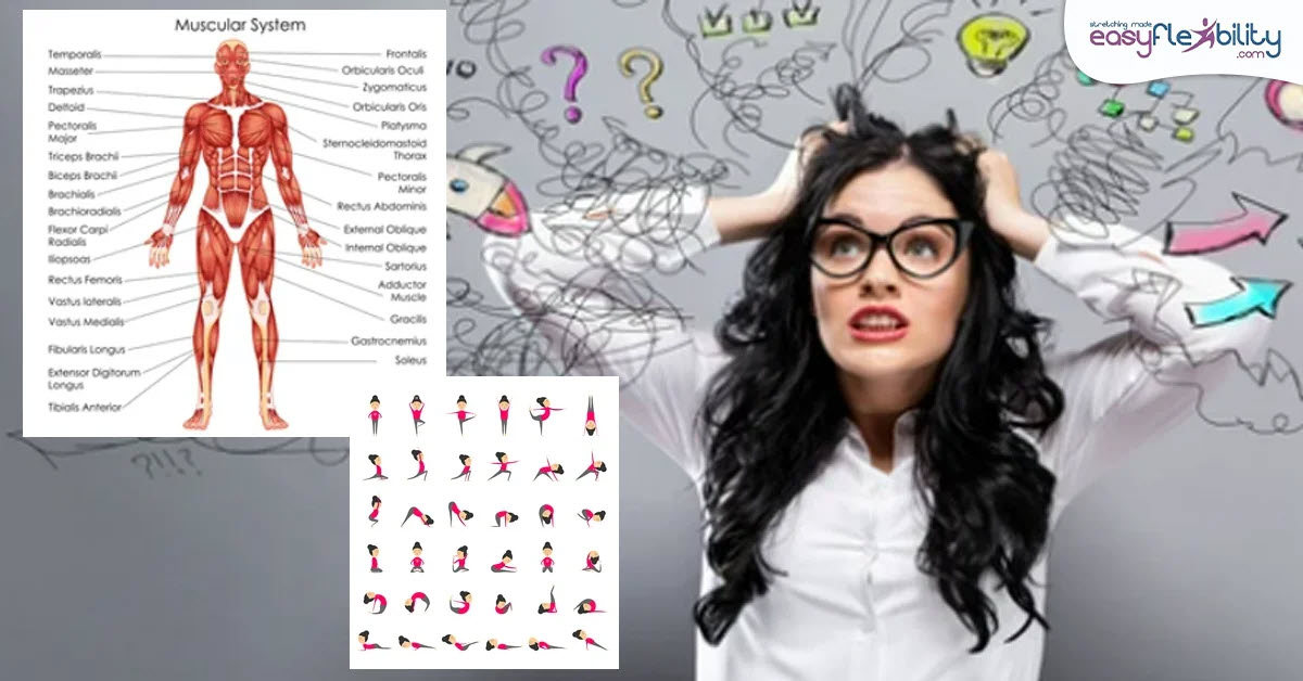 EasyFlexibility's tweet image. Ever wondered if you can stretch every muscle in your body in just one session? 🤔 With 600+ muscles, it&apos;s a hefty goal! But whether you&apos;re aiming for flexibility gains or just a good stretch, there&apos;s a way. easyflexibility.com/blogs/flexibil…