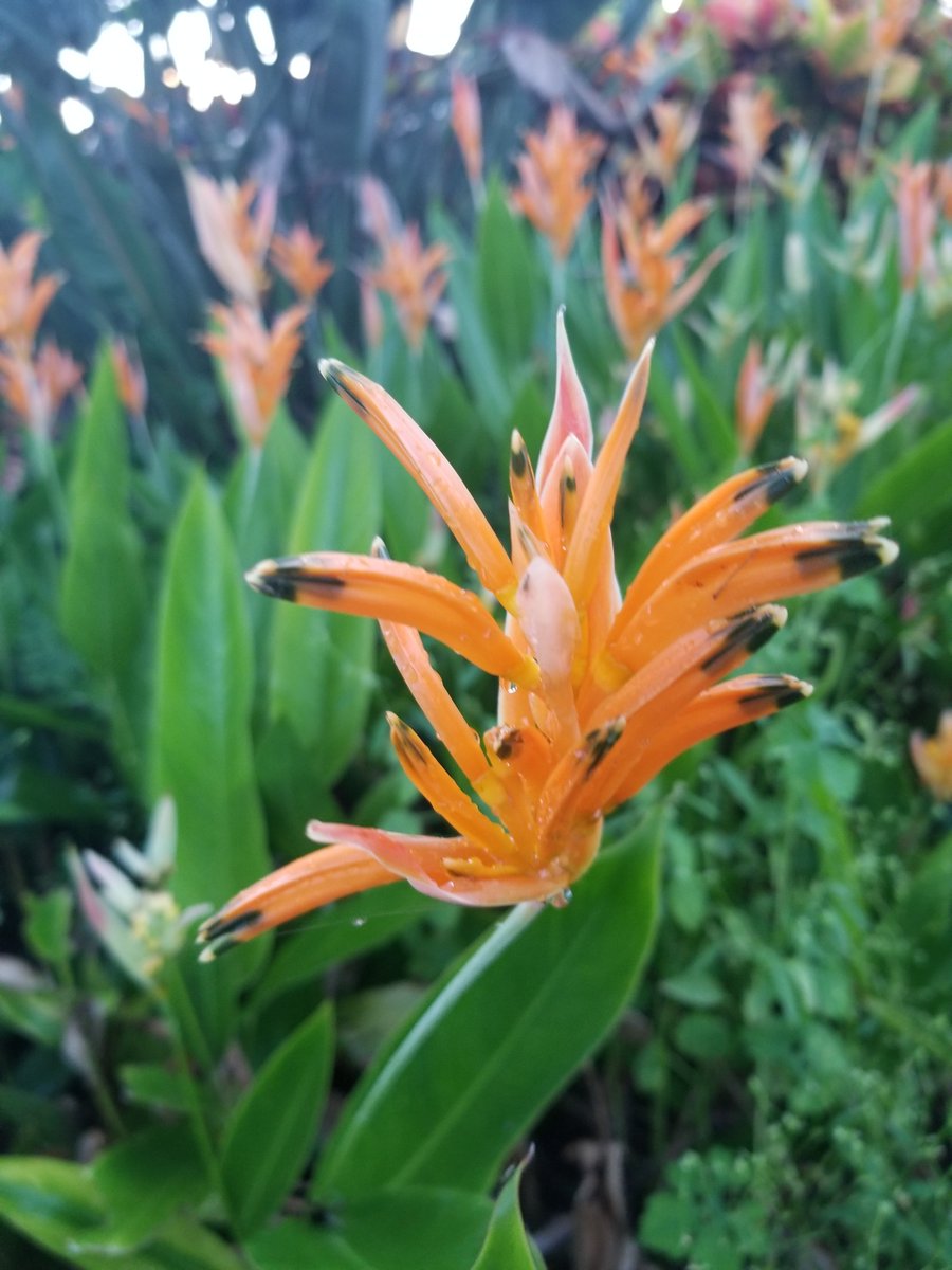 <a href="/take2seconds/">All Knight Alliance</a> to post and or #share a #positive post that can be as simple as a flower to help change the balance of energy out there to be positive. For you deserve more! <a href="/shareit4ward/">Walkers of the 3day</a>