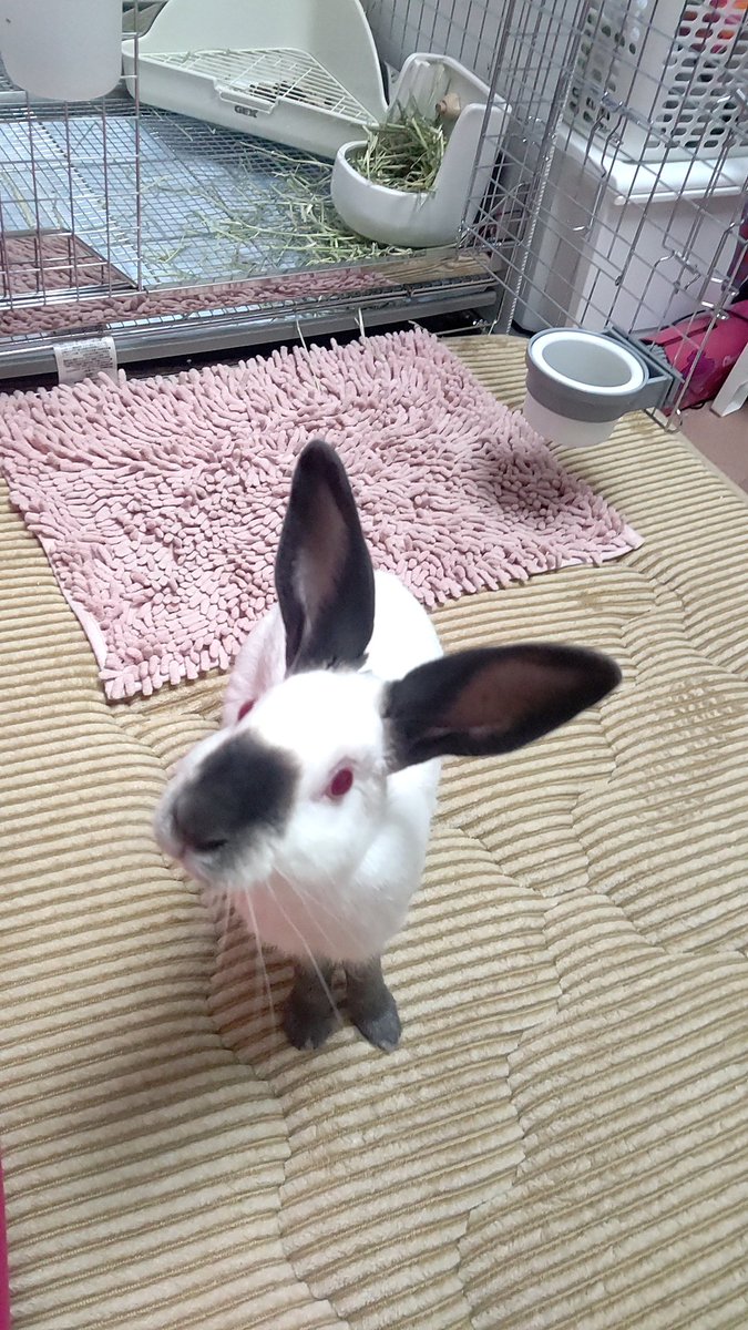 whiteangellala's tweet photo. よろしくね～
タイガです〜 https://t.co/3QxOkpXlPN