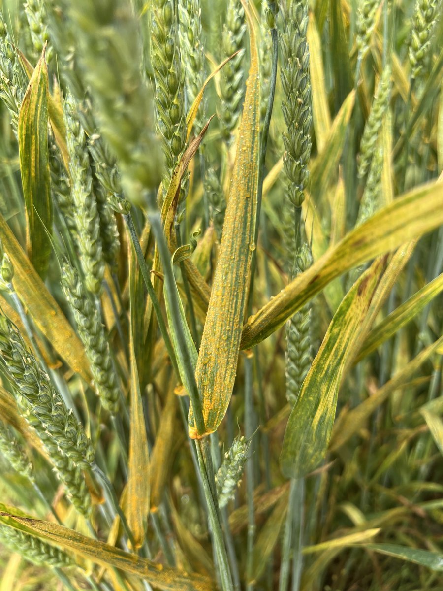 jmkolkman's tweet photo. Striped rust on wheat.  Tompkins County NY.  There it is!   @CornellCALS https://t.co/NEJONHYE3E