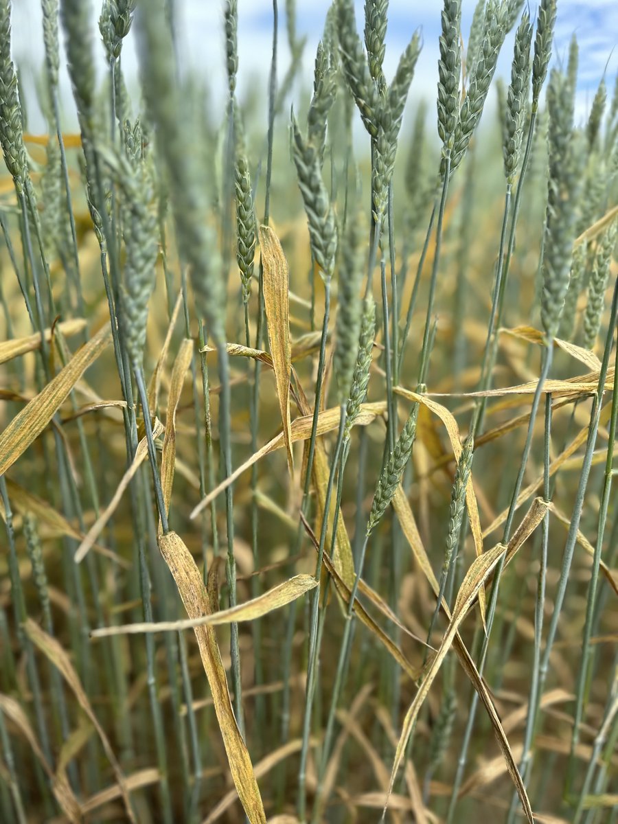jmkolkman's tweet photo. Striped rust on wheat.  Tompkins County NY.  There it is!   @CornellCALS https://t.co/NEJONHYE3E