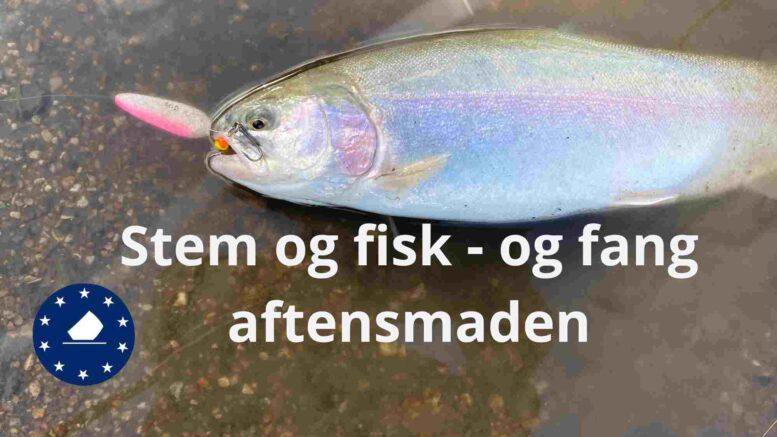angelnindenmark's tweet photo. Stem og tag ud med fiskestangen - se her hvordan det gik her til morgen for redaktionen i Mjøls Lystfiskeri….

https://t.co/jGXlTJPz9E https://t.co/hmTvGm5uVs