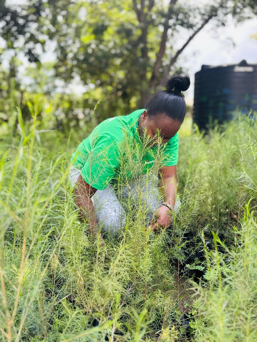 TeamSamburu's tweet photo. Environmental justice/samburu youths action Family Work on progress....Useful Youth Energy..

@CARHGJ_Africa 
@geniuskenya_ 
@Ict011 
@zuhura_africa 
@UNICEFKenya https://t.co/E8O3hqehi5