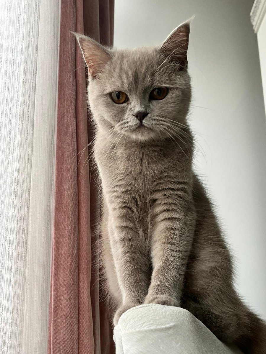 speedflexdrive's tweet image. I'm joining my @Memeland fam to celebrate 6/9 the #MemeDay at @McDonalds!

I’m Lovin’ MEME! ❤️‍🔥

{Don’t forget your photo!}