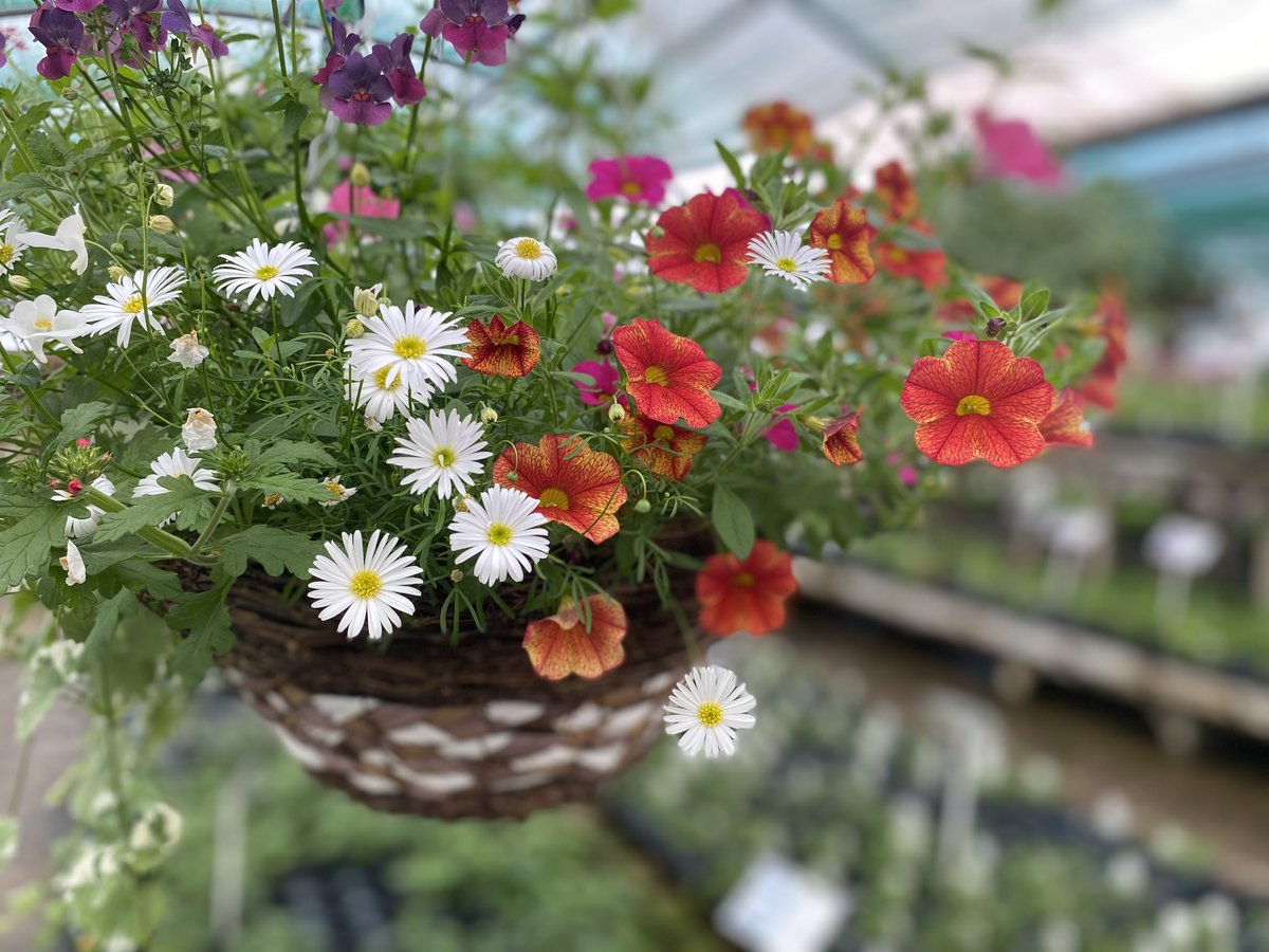Hanging baskets blooming with blossoms, from £9.99 to £29.99 🌸
Open today until 4pm, and Mon-Sat 9am-5pm, Southwick Road, North Boarhunt, near Wickham, Fareham, PO17 6JH, 01329 832294, mountfolly.co.uk/garden-plants/… (what3words address ///travels.round.unicorns) 📷
#grownwithlove