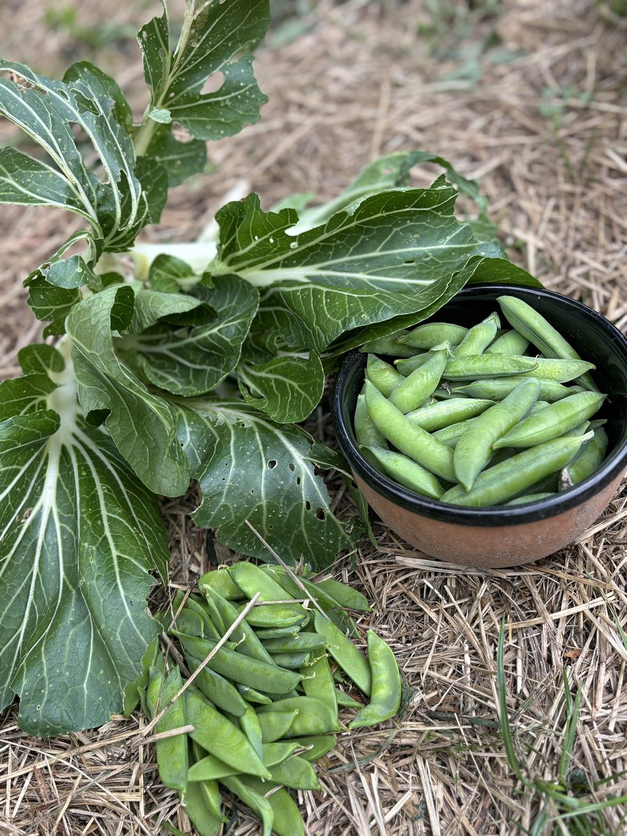 Roffahof's tweet photo. Dat wordt een heerlijke Thaise wokschotel met #paksoi #doperwt #peultjes uit de moestuin! https://t.co/Tr18ZdyDoF