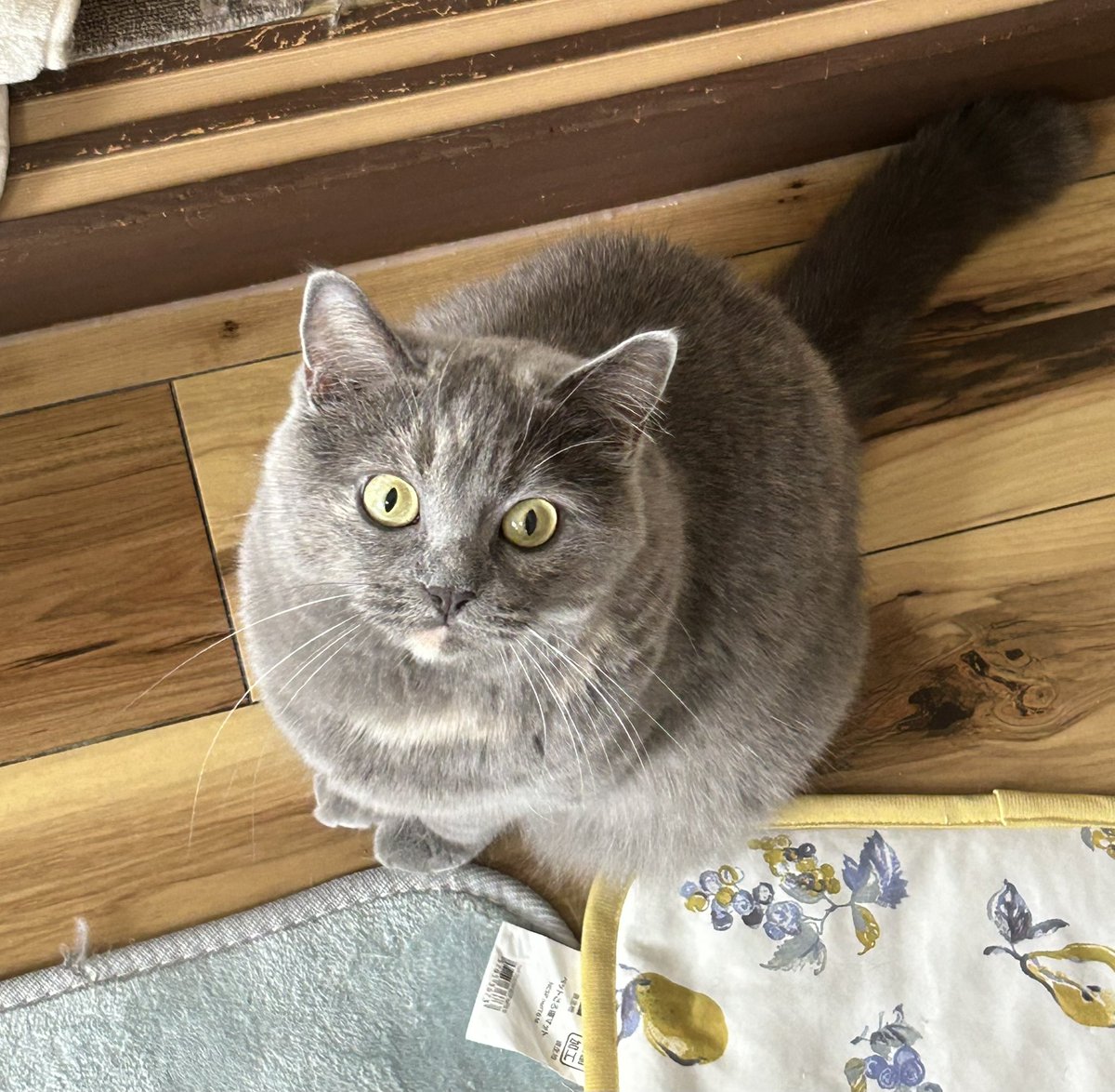 yui1987_'s tweet photo. 明日からまた仕事行くの？
嘘でしょ？な顔😃

#猫のいる暮らし https://t.co/nO1eCdvFCB