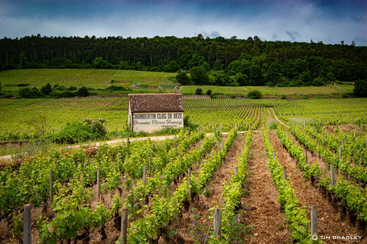 timothydbradley's tweet photo. Chambertin-Clos de Bèze 🇫🇷🍷#wine https://t.co/K1JlU6D4ic