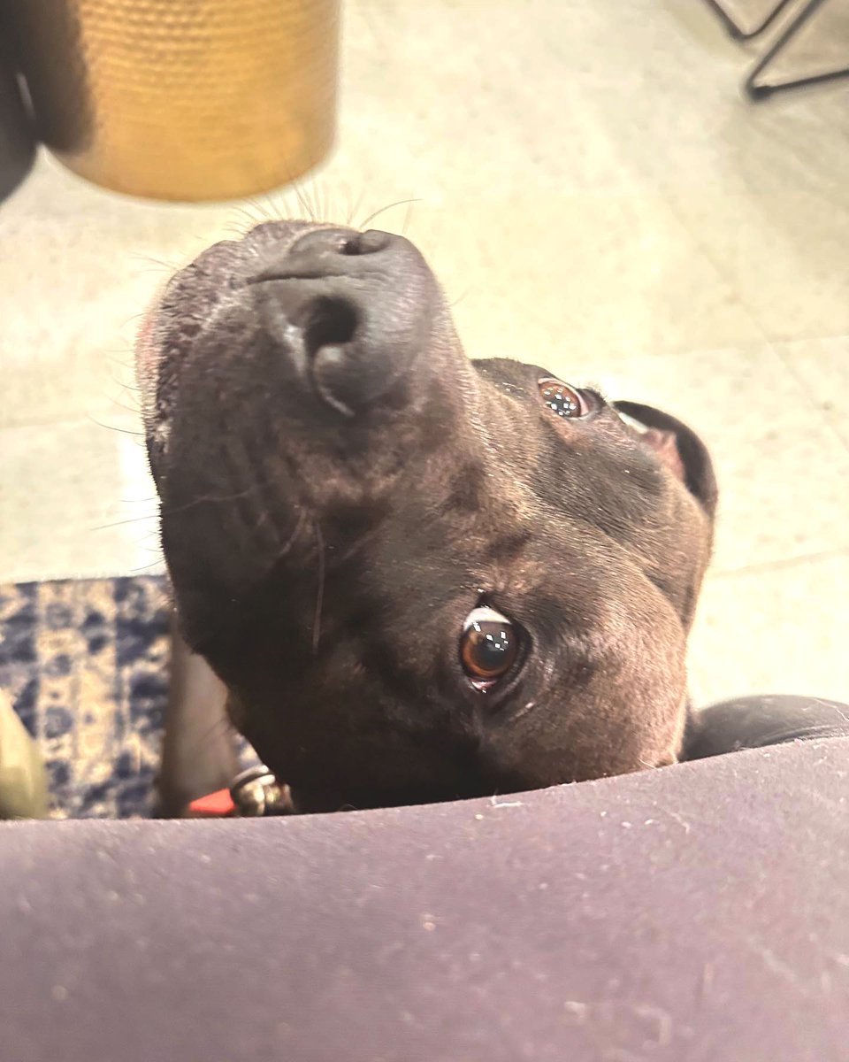 HappyHowiesInc's tweet photo. 👀 We spy with our doggy eyes a #happyhowies treat pouch!
***#repost***
Love working with #ServiceDogInTraining, Toasty Toast 🍞 ( #📷 @liveapawsomelife ) https://t.co/6iMm0VkyKd