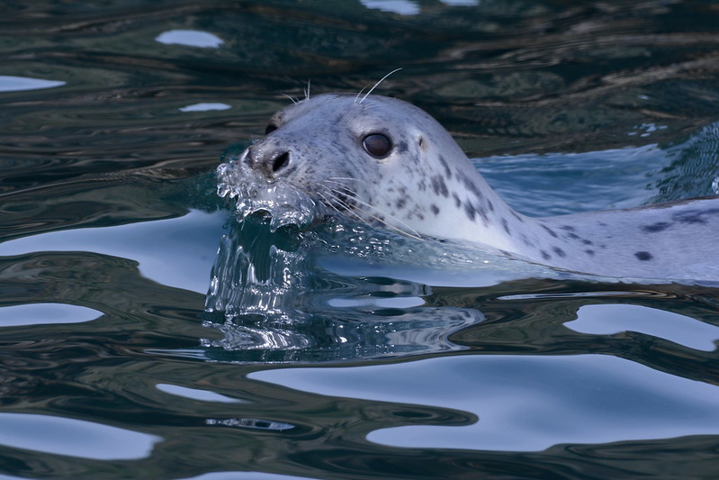 BBC Springwatch tweet media