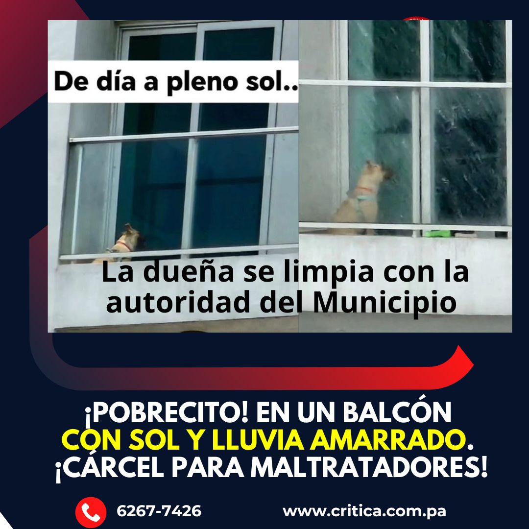 criticaenlinea's tweet photo. Este perrito es dejado 24/7 en el balcón, expuesto al sol, la lluvia y el frío. @gestionambientalmupa ya advirtió a la dueña, pero no hizo caso.
Que se cumpla la Ley 70 y se le quite el animal. 📍PH Botánico, Bella Vista.
Se necesitan leyes más severas para frenar el maltrato 
Fotos: @hugofamania