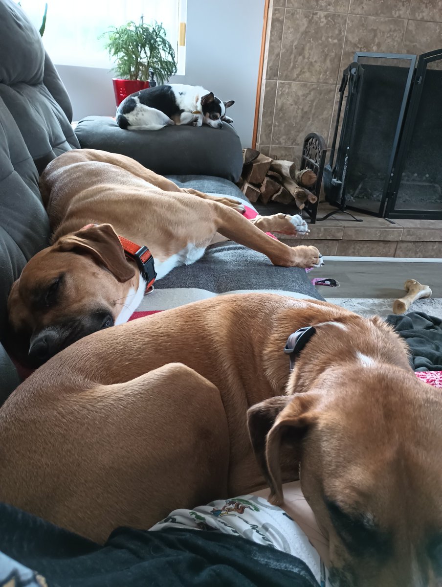DogsonDeploymnt's tweet photo. Buddy is enjoying some "easy like Sunday morning" time with his DoD Boarder's resident dogs. Normally full of energy, today they’re all about relaxing! 🛋️🐶
👉 Register as a Boarder today to help #MilitaryPets like Buddy: https://t.co/FACHZw5w25
#DogsonDeployment #DoDBoarder https://t.co/GfWdb6l2om