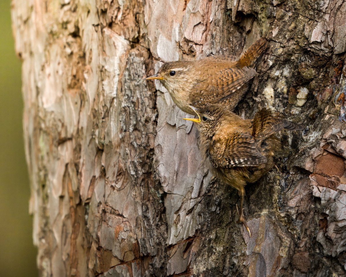 KiranSimpson's tweet image. A glorious afternoon spent watching this gorgeous family of Wrens. Both parents working together to feed and care for their 5 little ones. #SpringLove 🥰💝🤗  #bird #photography #ThePhotoHour @BBCSpringwatch #LochLeven #SundayMood