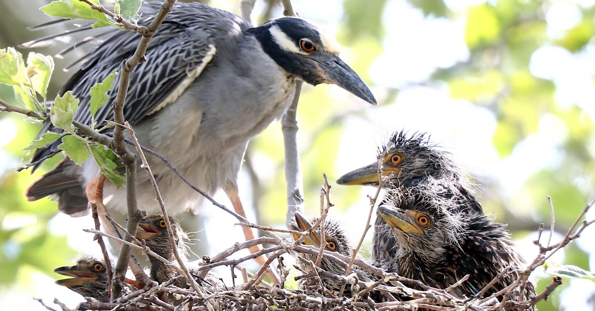 nycbirdalliance's tweet photo. HAVE YOU SEEN THESE BIRDS? 👀 They’re Yellow-Crowned Night Herons, and we need your help finding their nests 🪺 

These 2-ft tall wading birds nest in street trees instead of #harbor #islands 🏝️ Help protect them! Comment the cross street and borough of any nests you find🐣 https://t.co/wrvTvSaFOY