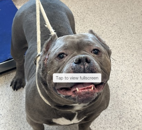 NMBewitched's tweet photo. This is amazing Poutine 
❇️Special Request❇️
New Intake #NYCACC 
https://t.co/0A4t3TYJaR
#AdoptMe #RescueMe 

#BullDogLovers 
Our Poutine has not had an easy life 
Leash skills are impeccable 
Waddle prize winning
Her loving, gentle nature has earned her a
Level 1 #Adoptable https://t.co/avDvhAFxQd