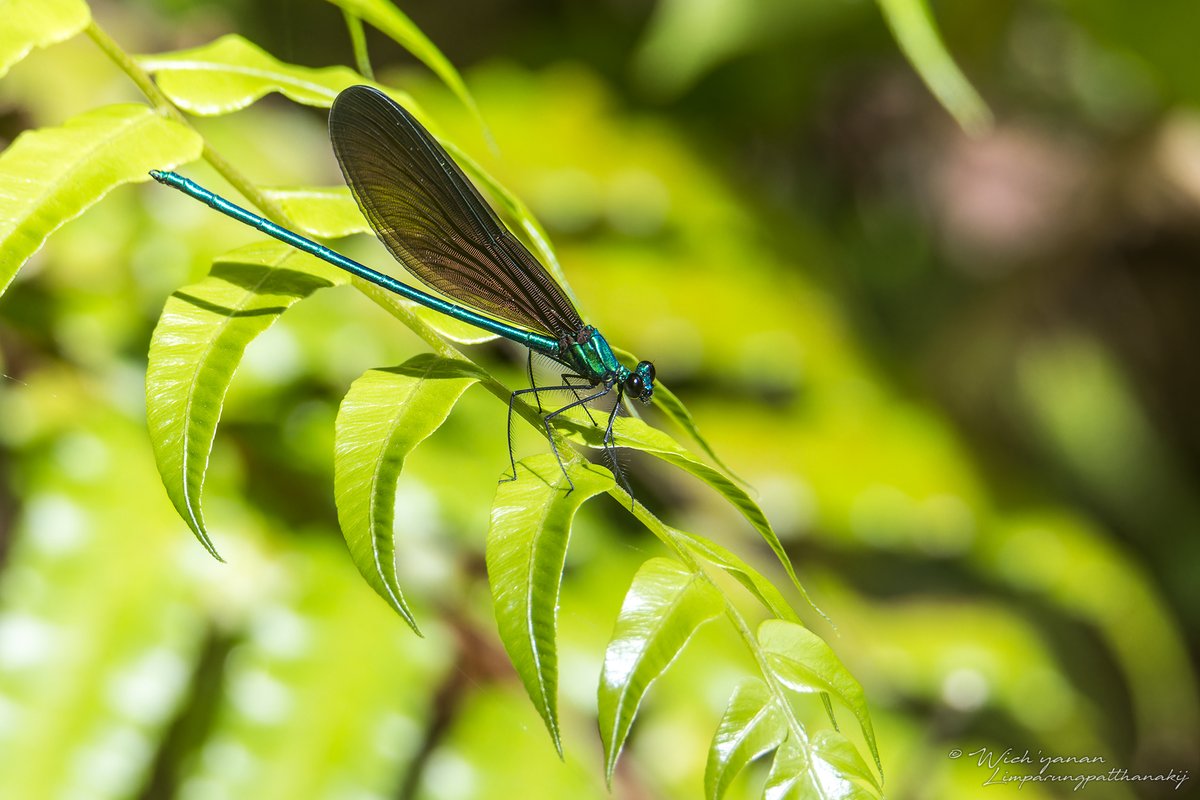 jayshrike's tweet image. These odonates are all #endemic to #Ryukyu Islands &amp;amp; are classified as globally #endangered. Species names in captions.
#damselflies #dragonfly #NatureConservation #TwitterNaturePhotography #NatureColors #insects #wildlifephotography #naturebeauty #Japan #wildlife #NatureInspired