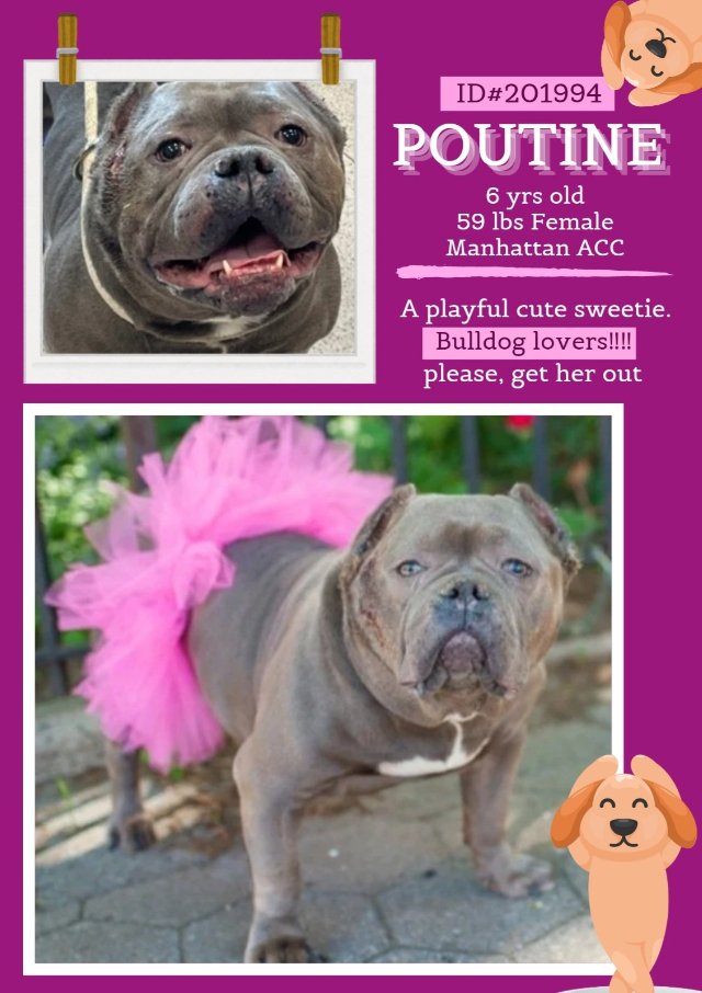NMBewitched's tweet photo. This is amazing Poutine 
❇️Special Request❇️
New Intake #NYCACC 
https://t.co/0A4t3TYJaR
#AdoptMe #RescueMe 

#BullDogLovers 
Our Poutine has not had an easy life 
Leash skills are impeccable 
Waddle prize winning
Her loving, gentle nature has earned her a
Level 1 #Adoptable https://t.co/avDvhAFxQd