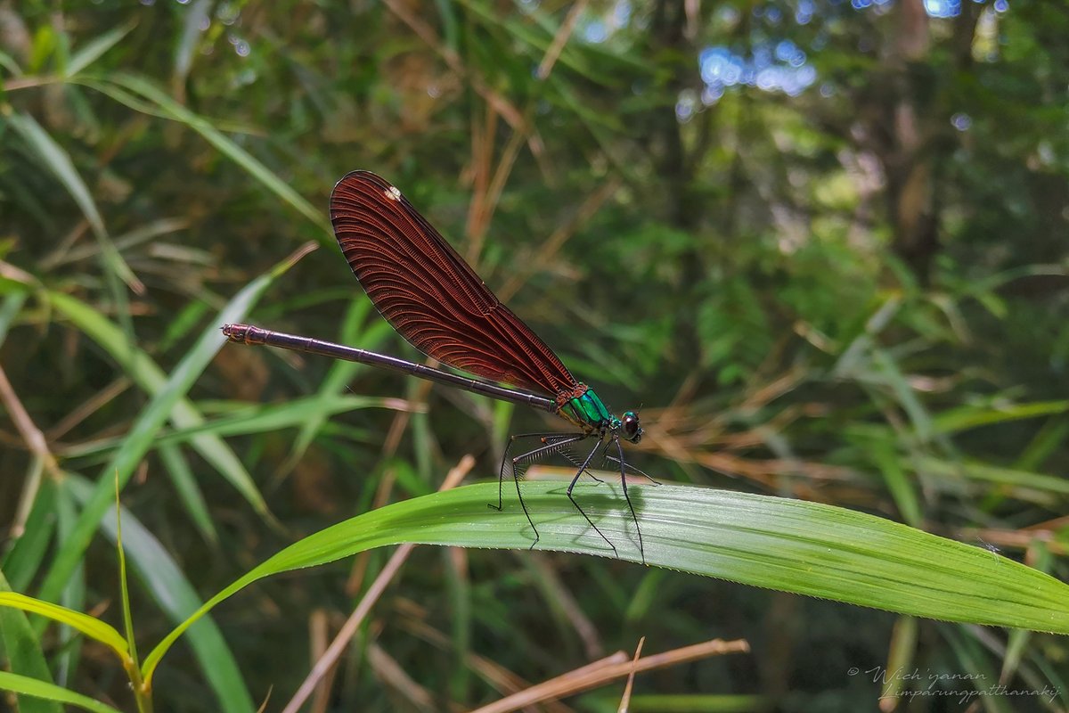 jayshrike's tweet image. These odonates are all #endemic to #Ryukyu Islands &amp;amp; are classified as globally #endangered. Species names in captions.
#damselflies #dragonfly #NatureConservation #TwitterNaturePhotography #NatureColors #insects #wildlifephotography #naturebeauty #Japan #wildlife #NatureInspired