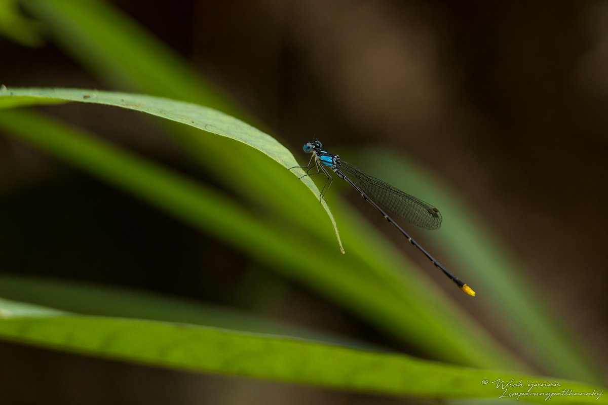 jayshrike's tweet image. These odonates are all #endemic to #Ryukyu Islands &amp;amp; are classified as globally #endangered. Species names in captions.
#damselflies #dragonfly #NatureConservation #TwitterNaturePhotography #NatureColors #insects #wildlifephotography #naturebeauty #Japan #wildlife #NatureInspired