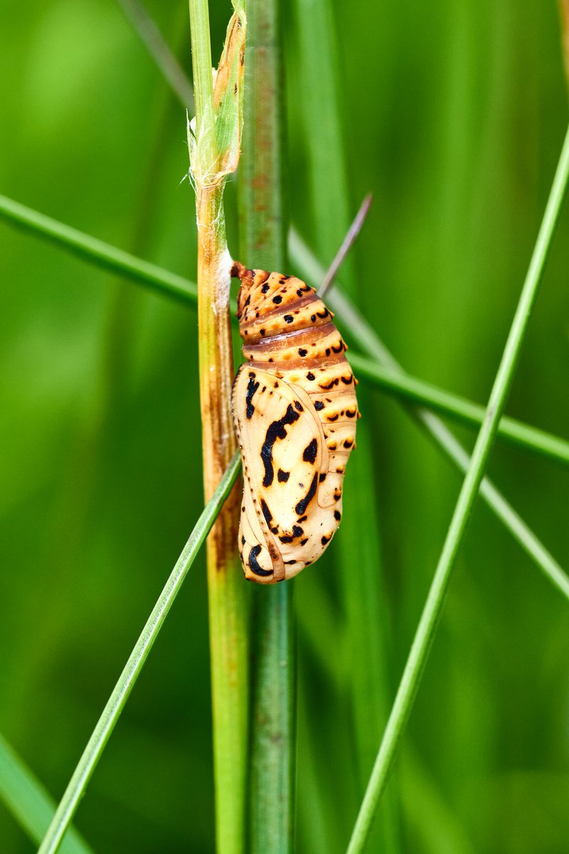 Max Anderson tweet media