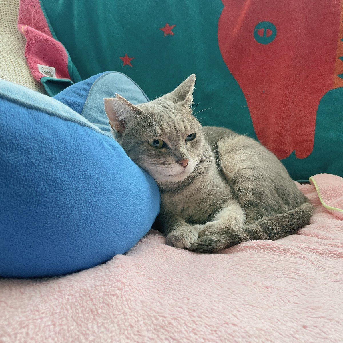 <a href="/ryogo_bassist/">B’coze!</a> おはようございます
分かりますよ、私も自律神経の乱れで調子悪くなったりするので。
好きな音楽聴いてるとリラックスできますよね、音楽は心を癒してくれますね😌
今週もボチボチいきましょうね。
私は週の始まりから病院通いでちょっと憂鬱ですが頑張ってきます。
今週もよろしく哀愁🌹