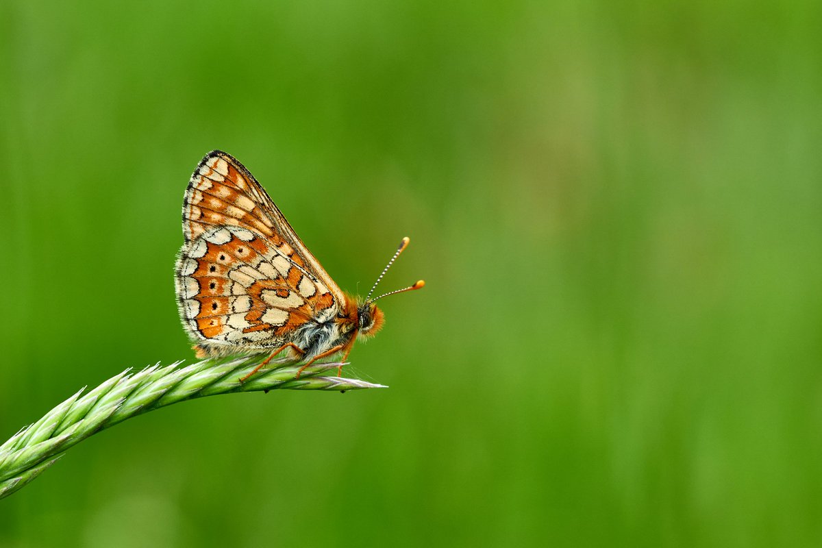 Max Anderson tweet media