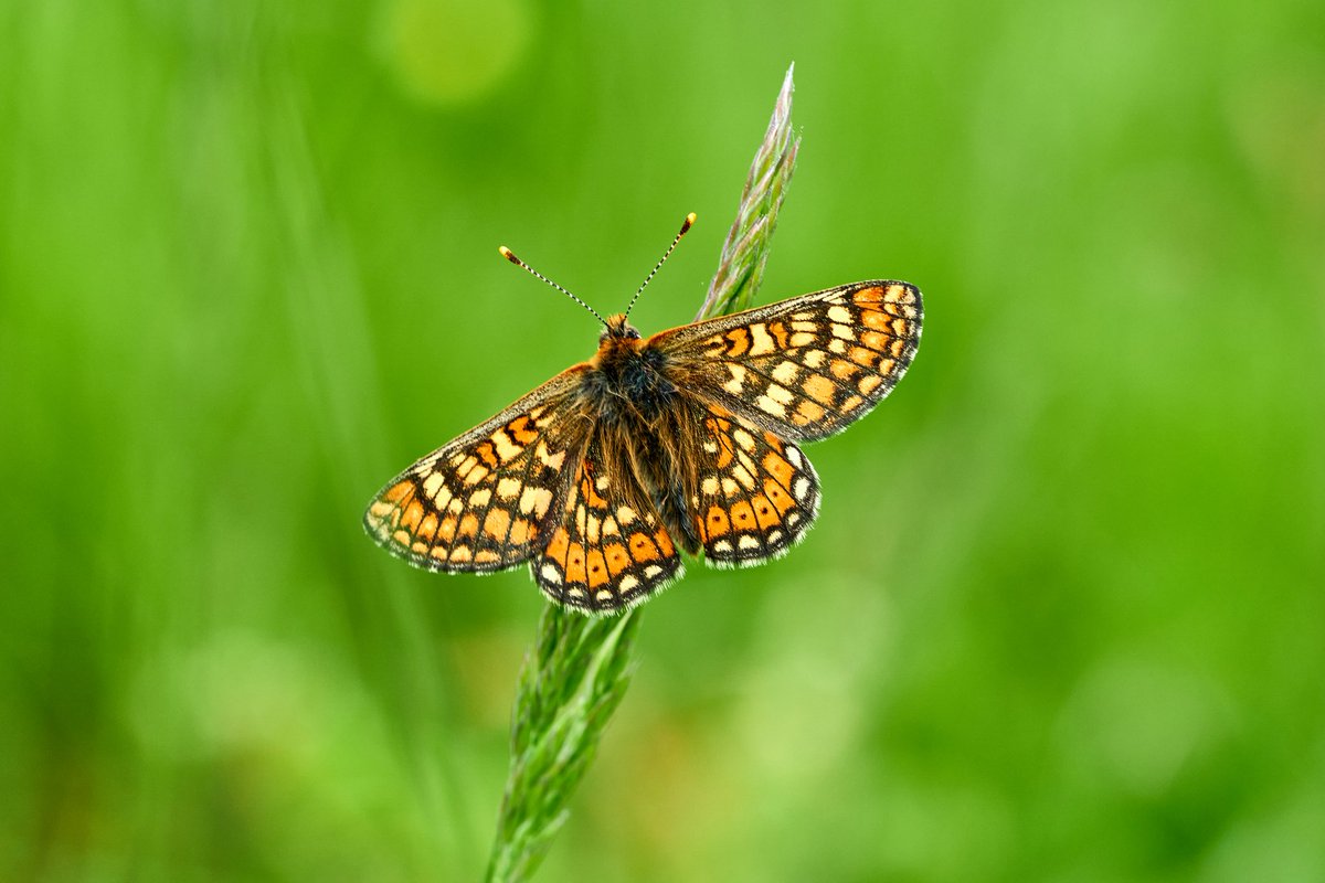 Max Anderson tweet media