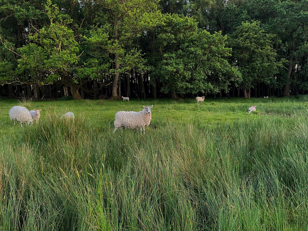 LouPhotosby's tweet photo. Made some new friends on #strensallcommon #sheep #lamb #eveninglight https://t.co/HUKmiujmjs