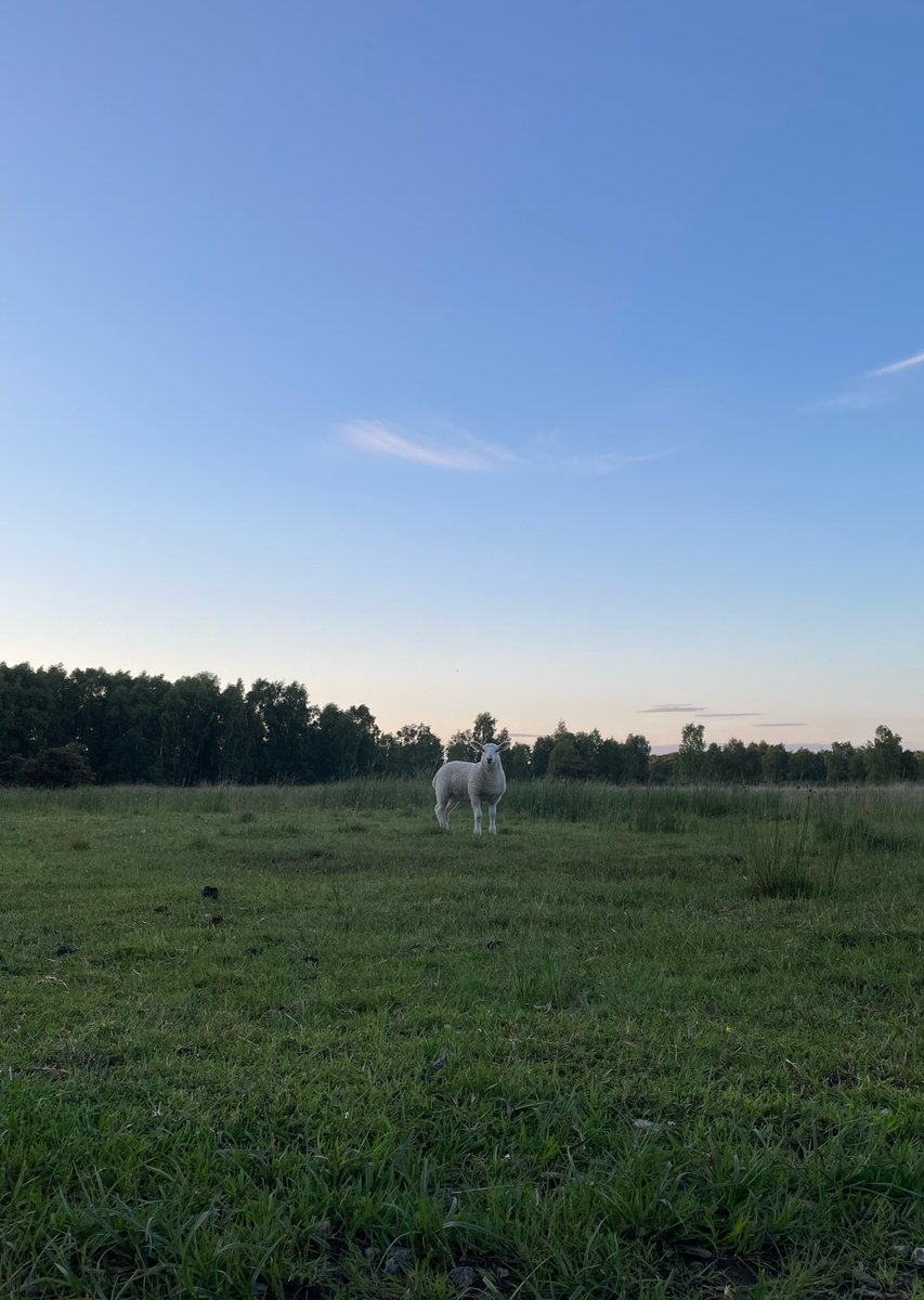 LouPhotosby's tweet photo. Made some new friends on #strensallcommon #sheep #lamb #eveninglight https://t.co/HUKmiujmjs