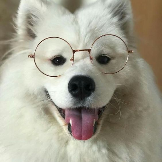 dogssaveworld's tweet photo. Cute tongue mode ✨💛 https://t.co/IfL5ZfuXVc