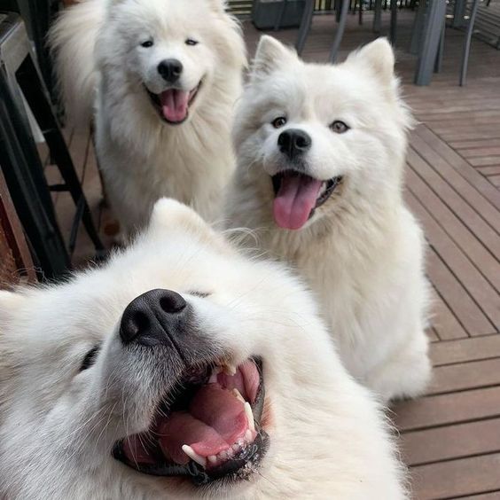 dogssaveworld's tweet photo. Triple tongue squad 🥹🐾 https://t.co/9r0fzwUcK3