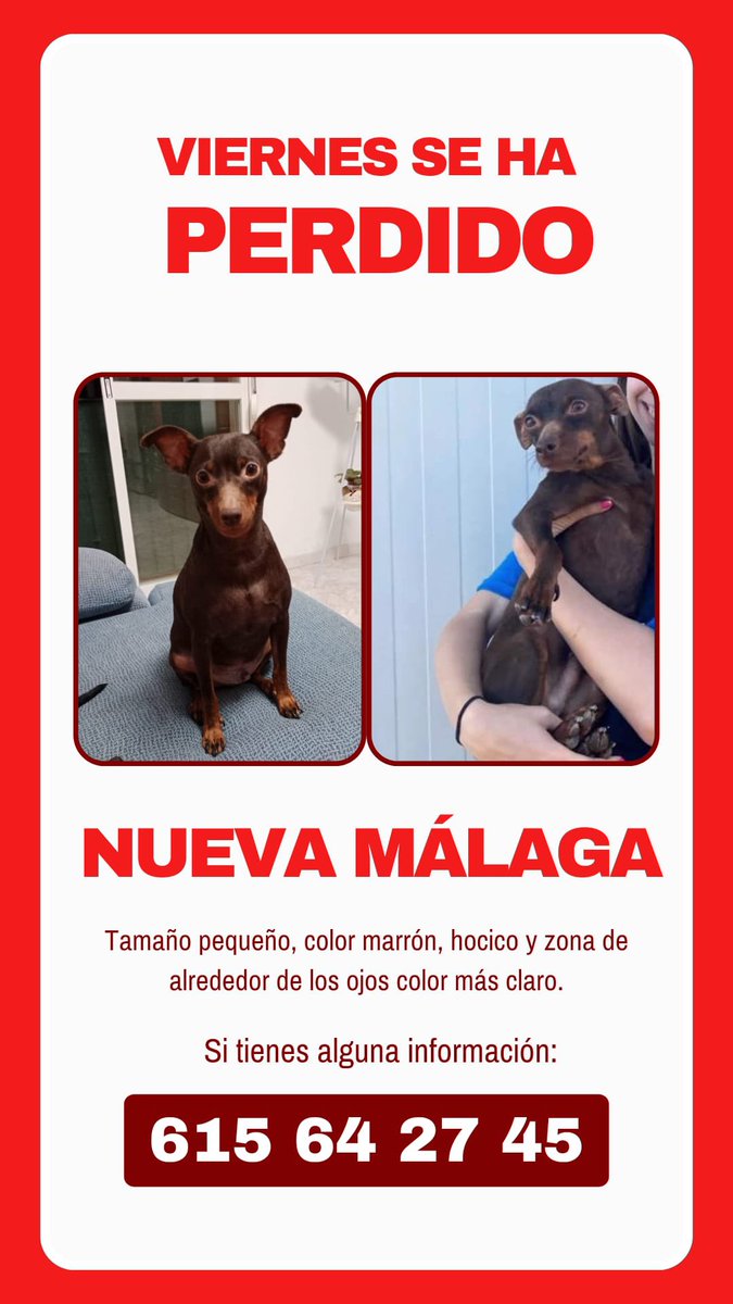 protemalaga's tweet photo. VIERNES (ahora Lucky) SE HA PERDIDO‼️

📍Zona de Nueva Málaga.

Ayúdanos a encontrarlo DIFUNDIÉNDOLO, necesita volver a casa🙏🏼 https://t.co/afzLSdatnS