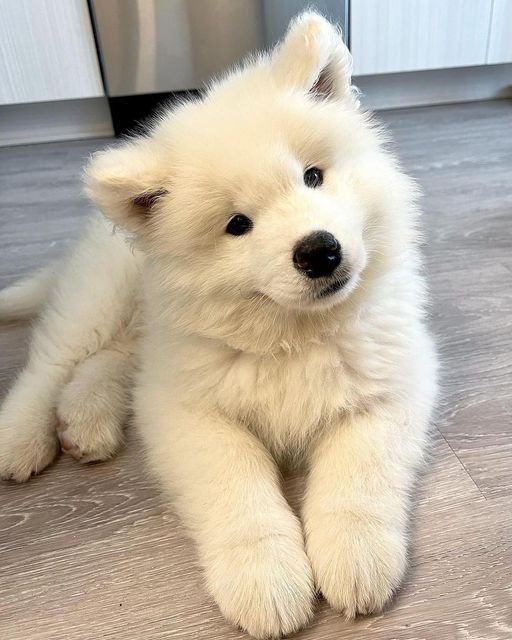 dogssaveworld tweet picture