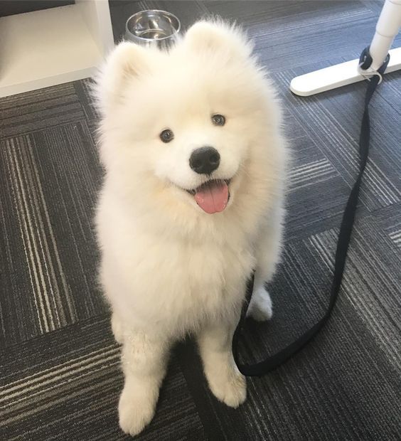 dogssaveworld tweet picture