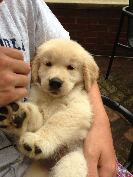 dogssaveworld's tweet photo. Fluffy paw rest 😆❤️ https://t.co/UlxSRzfCQr
