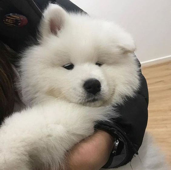 dogssaveworld's tweet photo. https://t.co/IhDeNyJqKM